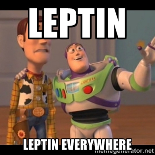 leptin-everywhere