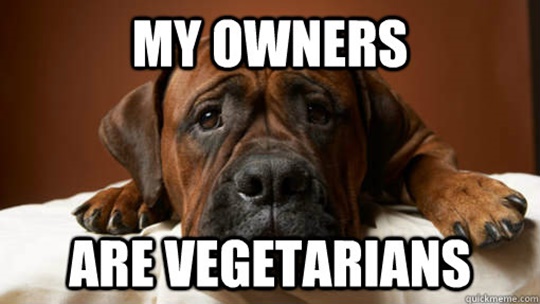 vegetarians-cute-sad-dog